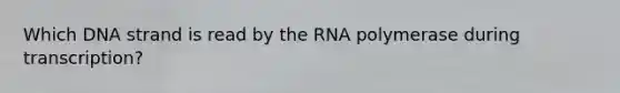 Which DNA strand is read by the RNA polymerase during transcription?