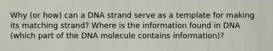 Why (or how) can a DNA strand serve as a template for making its matching strand? Where is the information found in DNA (which part of the DNA molecule contains information)?