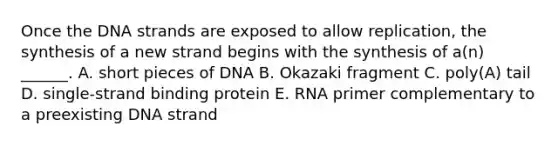 Once the DNA strands are exposed to allow replication, the synthesis of a new strand begins with the synthesis of a(n) ______. A. short pieces of DNA B. Okazaki fragment C. poly(A) tail D. single-strand binding protein E. RNA primer complementary to a preexisting DNA strand