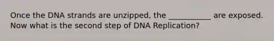 Once the DNA strands are unzipped, the ___________ are exposed. Now what is the second step of DNA Replication?