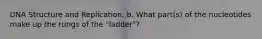 DNA Structure and Replication. b. What part(s) of the nucleotides make up the rungs of the "ladder"?