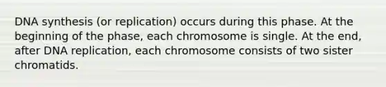 DNA synthesis (or replication) occurs during this phase. At the beginning of the phase, each chromosome is single. At the end, after DNA replication, each chromosome consists of two sister chromatids.