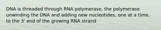 DNA is threaded through RNA polymerase, the polymerase unwinding the DNA and adding new nucleotides, one at a time, to the 3' end of the growing RNA strand