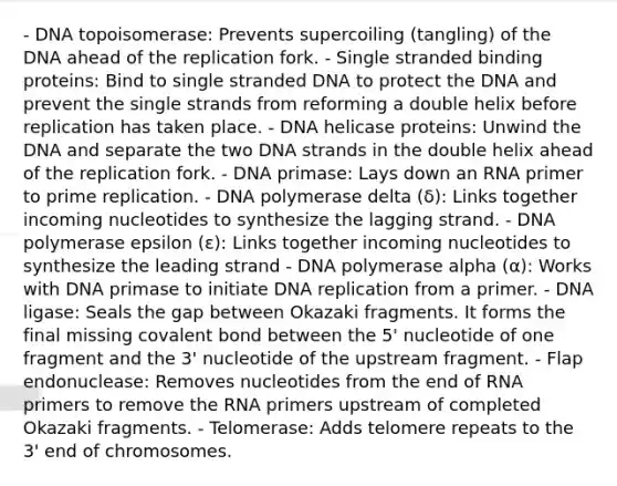 - DNA topoisomerase: Prevents supercoiling (tangling) of the DNA ahead of the replication fork. - Single stranded binding proteins: Bind to single stranded DNA to protect the DNA and prevent the single strands from reforming a double helix before replication has taken place. - DNA helicase proteins: Unwind the DNA and separate the two DNA strands in the double helix ahead of the replication fork. - DNA primase: Lays down an RNA primer to prime replication. - DNA polymerase delta (δ): Links together incoming nucleotides to synthesize the lagging strand. - DNA polymerase epsilon (ε): Links together incoming nucleotides to synthesize the leading strand - DNA polymerase alpha (α): Works with DNA primase to initiate DNA replication from a primer. - DNA ligase: Seals the gap between Okazaki fragments. It forms the final missing covalent bond between the 5' nucleotide of one fragment and the 3' nucleotide of the upstream fragment. - Flap endonuclease: Removes nucleotides from the end of RNA primers to remove the RNA primers upstream of completed Okazaki fragments. - Telomerase: Adds telomere repeats to the 3' end of chromosomes.