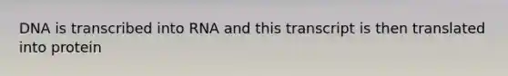 DNA is transcribed into RNA and this transcript is then translated into protein