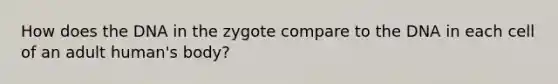 How does the DNA in the zygote compare to the DNA in each cell of an adult human's body?