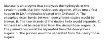 DNAase is an enzyme that catalyzes the hydrolysis of the covalent bonds that join nucleotides together. What would first happen to DNA molecules treated with DNAase? A. The phosphodiester bonds between deoxyribose sugars would be broken. B. The two strands of the double helix would separate. C. All bases would be separated from the deoxyribose sugars. D. The pyrimidines would be separated from the deoxyribose sugars. E. The purines would be separated from the deoxyribose sugars.