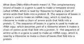 What does DNA>RNA>Protein mean? A. The complementary strand of bases in a gene is used to make a template strand called mRNA, which is read by ribosome to make a chain of amino acids that folds into a protein. B. The sequence of bases in a gene is used to make an mRNA copy, which is read by a ribosome to make a chain of amino acids that folds into a protein. C. The sequence of bases in a gene is used to make an rRNA copy, which becomes part of a ribosome where it makes a chain of amino acids that fold into a protein. D. The sequence of amino acids in a gene is used to make an mRNA copy, which is read by a ribosome to make a chain of bases that fold into a protein.