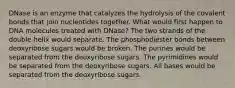 DNase is an enzyme that catalyzes the hydrolysis of the covalent bonds that join nucleotides together. What would first happen to DNA molecules treated with DNase? The two strands of the double helix would separate. The phosphodiester bonds between deoxyribose sugars would be broken. The purines would be separated from the deoxyribose sugars. The pyrimidines would be separated from the deoxyribose sugars. All bases would be separated from the deoxyribose sugars.