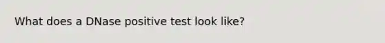 What does a DNase positive test look like?