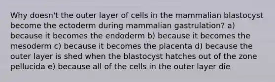 Why doesn't the outer layer of cells in the mammalian blastocyst become the ectoderm during mammalian gastrulation? a) because it becomes the endoderm b) because it becomes the mesoderm c) because it becomes the placenta d) because the outer layer is shed when the blastocyst hatches out of the zone pellucida e) because all of the cells in the outer layer die