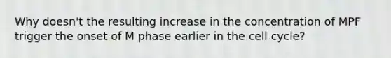 Why doesn't the resulting increase in the concentration of MPF trigger the onset of M phase earlier in the cell cycle?