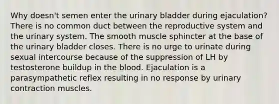 Why doesn't semen enter the urinary bladder during ejaculation? There is no common duct between the reproductive system and the urinary system. The smooth muscle sphincter at the base of the urinary bladder closes. There is no urge to urinate during sexual intercourse because of the suppression of LH by testosterone buildup in the blood. Ejaculation is a parasympathetic reflex resulting in no response by urinary contraction muscles.