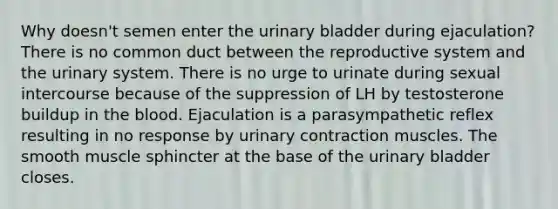 Why doesn't semen enter the urinary bladder during ejaculation? There is no common duct between the reproductive system and the urinary system. There is no urge to urinate during sexual intercourse because of the suppression of LH by testosterone buildup in the blood. Ejaculation is a parasympathetic reflex resulting in no response by urinary contraction muscles. The smooth muscle sphincter at the base of the urinary bladder closes.