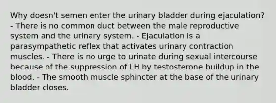 Why doesn't semen enter the urinary bladder during ejaculation? - There is no common duct between the male reproductive system and the urinary system. - Ejaculation is a parasympathetic reflex that activates urinary contraction muscles. - There is no urge to urinate during sexual intercourse because of the suppression of LH by testosterone buildup in the blood. - The smooth muscle sphincter at the base of the urinary bladder closes.