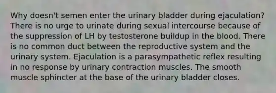 Why doesn't semen enter the <a href='https://www.questionai.com/knowledge/kb9SdfFdD9-urinary-bladder' class='anchor-knowledge'>urinary bladder</a> during ejaculation? There is no urge to urinate during sexual intercourse because of the suppression of LH by testosterone buildup in <a href='https://www.questionai.com/knowledge/k7oXMfj7lk-the-blood' class='anchor-knowledge'>the blood</a>. There is no common duct between the reproductive system and the urinary system. Ejaculation is a parasympathetic reflex resulting in no response by urinary contraction muscles. The smooth muscle sphincter at the base of the urinary bladder closes.