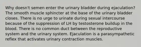 Why doesn't semen enter the <a href='https://www.questionai.com/knowledge/kb9SdfFdD9-urinary-bladder' class='anchor-knowledge'>urinary bladder</a> during ejaculation? The smooth muscle sphincter at the base of the urinary bladder closes. There is no urge to urinate during sexual intercourse because of the suppression of LH by testosterone buildup in <a href='https://www.questionai.com/knowledge/k7oXMfj7lk-the-blood' class='anchor-knowledge'>the blood</a>. There is no common duct between the reproductive system and the urinary system. Ejaculation is a parasympathetic reflex that activates urinary contraction muscles.