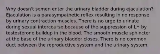 Why doesn't semen enter the urinary bladder during ejaculation? Ejaculation is a parasympathetic reflex resulting in no response by urinary contraction muscles. There is no urge to urinate during sexual intercourse because of the suppression of LH by testosterone buildup in the blood. The smooth muscle sphincter at the base of the urinary bladder closes. There is no common duct between the reproductive system and the urinary system.