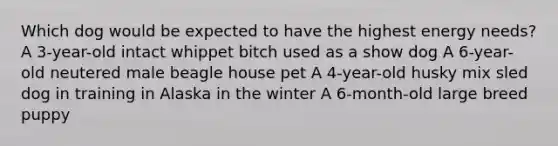 Which dog would be expected to have the highest energy needs? A 3-year-old intact whippet bitch used as a show dog A 6-year-old neutered male beagle house pet A 4-year-old husky mix sled dog in training in Alaska in the winter A 6-month-old large breed puppy