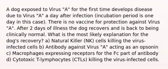 A dog exposed to Virus "A" for the first time develops disease due to Virus "A" a day after infection (incubation period is one day in this case). There is no vaccine for protection against Virus "A". After 2 days of illness the dog recovers and is back to being clinically normal. What is the most likely explanation for the dog's recovery? a) Natural Killer (NK) cells killing the virus-infected cells b) Antibody against Virus "A" acting as an opsonin c) Macrophages expressing receptors for the Fc part of antibody d) Cytotoxic T-lymphocytes (CTLs) killing the virus-infected cells.