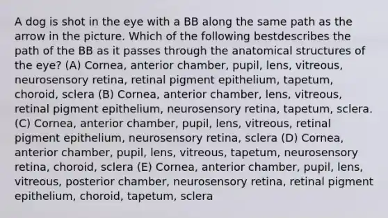 A dog is shot in the eye with a BB along the same path as the arrow in the picture. Which of the following bestdescribes the path of the BB as it passes through the anatomical structures of the eye? (A) Cornea, anterior chamber, pupil, lens, vitreous, neurosensory retina, retinal pigment epithelium, tapetum, choroid, sclera (B) Cornea, anterior chamber, lens, vitreous, retinal pigment epithelium, neurosensory retina, tapetum, sclera. (C) Cornea, anterior chamber, pupil, lens, vitreous, retinal pigment epithelium, neurosensory retina, sclera (D) Cornea, anterior chamber, pupil, lens, vitreous, tapetum, neurosensory retina, choroid, sclera (E) Cornea, anterior chamber, pupil, lens, vitreous, posterior chamber, neurosensory retina, retinal pigment epithelium, choroid, tapetum, sclera