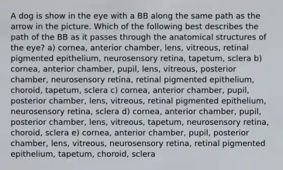 A dog is show in the eye with a BB along the same path as the arrow in the picture. Which of the following best describes the path of the BB as it passes through the anatomical structures of the eye? a) cornea, anterior chamber, lens, vitreous, retinal pigmented epithelium, neurosensory retina, tapetum, sclera b) cornea, anterior chamber, pupil, lens, vitreous, posterior chamber, neurosensory retina, retinal pigmented epithelium, choroid, tapetum, sclera c) cornea, anterior chamber, pupil, posterior chamber, lens, vitreous, retinal pigmented epithelium, neurosensory retina, sclera d) cornea, anterior chamber, pupil, posterior chamber, lens, vitreous, tapetum, neurosensory retina, choroid, sclera e) cornea, anterior chamber, pupil, posterior chamber, lens, vitreous, neurosensory retina, retinal pigmented epithelium, tapetum, choroid, sclera