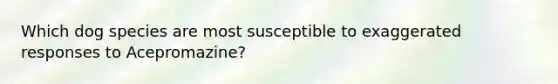 Which dog species are most susceptible to exaggerated responses to Acepromazine?