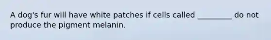 A dog's fur will have white patches if cells called _________ do not produce the pigment melanin.