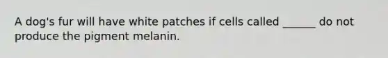 A dog's fur will have white patches if cells called ______ do not produce the pigment melanin.
