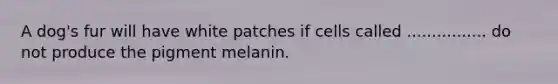 A dog's fur will have white patches if cells called ................ do not produce the pigment melanin.