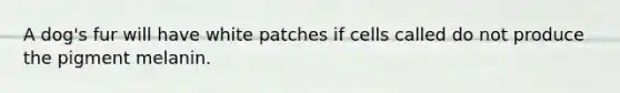 A dog's fur will have white patches if cells called do not produce the pigment melanin.