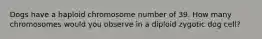 Dogs have a haploid chromosome number of 39. How many chromosomes would you observe in a diploid zygotic dog cell?