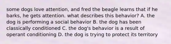 some dogs love attention, and fred the beagle learns that if he barks, he gets attention. what describes this behavior? A. the dog is performing a social behavior B. the dog has been classically conditioned C. the dog's behavior is a result of operant conditioning D. the dog is trying to protect its territory