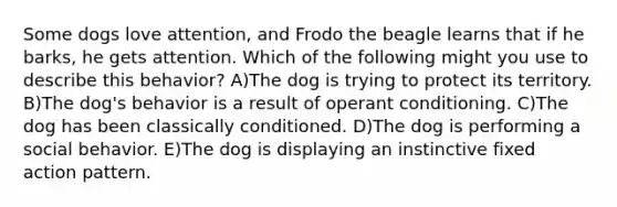 Some dogs love attention, and Frodo the beagle learns that if he barks, he gets attention. Which of the following might you use to describe this behavior? A)The dog is trying to protect its territory. B)The dog's behavior is a result of <a href='https://www.questionai.com/knowledge/kcaiZj2J12-operant-conditioning' class='anchor-knowledge'>operant conditioning</a>. C)The dog has been classically conditioned. D)The dog is performing a social behavior. E)The dog is displaying an instinctive fixed action pattern.