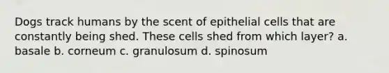 Dogs track humans by the scent of epithelial cells that are constantly being shed. These cells shed from which layer? a. basale b. corneum c. granulosum d. spinosum