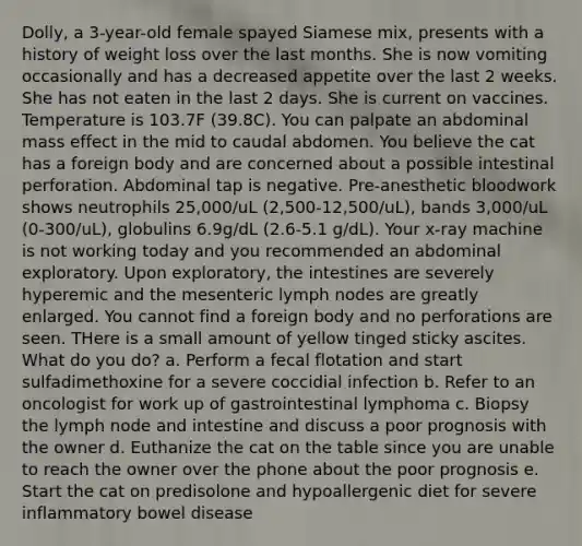 Dolly, a 3-year-old female spayed Siamese mix, presents with a history of weight loss over the last months. She is now vomiting occasionally and has a decreased appetite over the last 2 weeks. She has not eaten in the last 2 days. She is current on vaccines. Temperature is 103.7F (39.8C). You can palpate an abdominal mass effect in the mid to caudal abdomen. You believe the cat has a foreign body and are concerned about a possible intestinal perforation. Abdominal tap is negative. Pre-anesthetic bloodwork shows neutrophils 25,000/uL (2,500-12,500/uL), bands 3,000/uL (0-300/uL), globulins 6.9g/dL (2.6-5.1 g/dL). Your x-ray machine is not working today and you recommended an abdominal exploratory. Upon exploratory, the intestines are severely hyperemic and the mesenteric lymph nodes are greatly enlarged. You cannot find a foreign body and no perforations are seen. THere is a small amount of yellow tinged sticky ascites. What do you do? a. Perform a fecal flotation and start sulfadimethoxine for a severe coccidial infection b. Refer to an oncologist for work up of gastrointestinal lymphoma c. Biopsy the lymph node and intestine and discuss a poor prognosis with the owner d. Euthanize the cat on the table since you are unable to reach the owner over the phone about the poor prognosis e. Start the cat on predisolone and hypoallergenic diet for severe inflammatory bowel disease