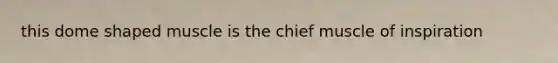 this dome shaped muscle is the chief muscle of inspiration