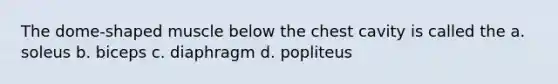 The dome-shaped muscle below the chest cavity is called the a. soleus b. biceps c. diaphragm d. popliteus