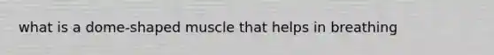 what is a dome-shaped muscle that helps in breathing
