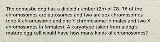 The domestic dog has a diploid number (2n) of 78. 76 of the chromosomes are autosomes and two are sex chromosomes (one X chromosome and one Y chromosome in males and two X chromosomes in females). A karyotype taken from a dog's mature egg cell would have how many kinds of chromosomes?