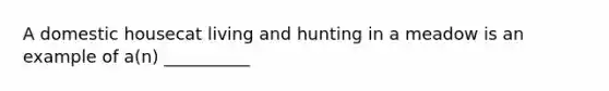 A domestic housecat living and hunting in a meadow is an example of a(n) __________