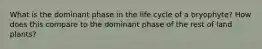 What is the dominant phase in the life cycle of a bryophyte? How does this compare to the dominant phase of the rest of land plants?