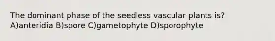 The dominant phase of the seedless vascular plants is? A)anteridia B)spore C)gametophyte D)sporophyte