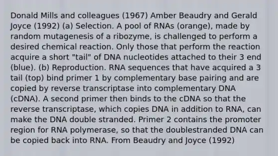 Donald Mills and colleagues (1967) Amber Beaudry and Gerald Joyce (1992) (a) Selection. A pool of RNAs (orange), made by random mutagenesis of a ribozyme, is challenged to perform a desired chemical reaction. Only those that perform the reaction acquire a short "tail" of DNA nucleotides attached to their 3 end (blue). (b) Reproduction. RNA sequences that have acquired a 3 tail (top) bind primer 1 by complementary base pairing and are copied by reverse transcriptase into complementary DNA (cDNA). A second primer then binds to the cDNA so that the reverse transcriptase, which copies DNA in addition to RNA, can make the DNA double stranded. Primer 2 contains the promoter region for RNA polymerase, so that the doublestranded DNA can be copied back into RNA. From Beaudry and Joyce (1992)