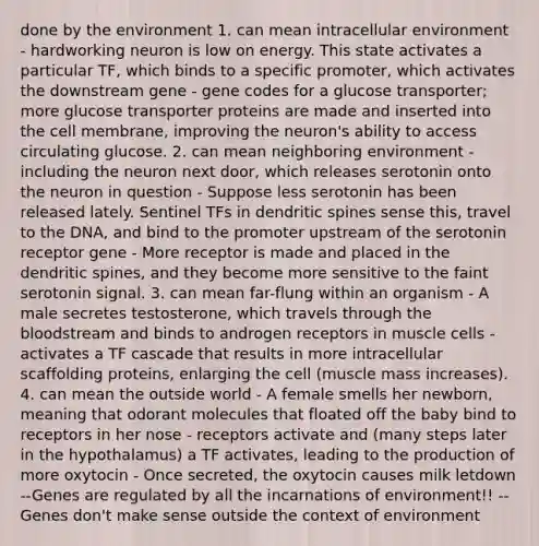 done by the environment 1. can mean intracellular environment - hardworking neuron is low on energy. This state activates a particular TF, which binds to a specific promoter, which activates the downstream gene - gene codes for a glucose transporter; more glucose transporter proteins are made and inserted into the cell membrane, improving the neuron's ability to access circulating glucose. 2. can mean neighboring environment - including the neuron next door, which releases serotonin onto the neuron in question - Suppose less serotonin has been released lately. Sentinel TFs in dendritic spines sense this, travel to the DNA, and bind to the promoter upstream of the serotonin receptor gene - More receptor is made and placed in the dendritic spines, and they become more sensitive to the faint serotonin signal. 3. can mean far-flung within an organism - A male secretes testosterone, which travels through the bloodstream and binds to androgen receptors in muscle cells - activates a TF cascade that results in more intracellular scaffolding proteins, enlarging the cell (muscle mass increases). 4. can mean the outside world - A female smells her newborn, meaning that odorant molecules that floated off the baby bind to receptors in her nose - receptors activate and (many steps later in the hypothalamus) a TF activates, leading to the production of more oxytocin - Once secreted, the oxytocin causes milk letdown --Genes are regulated by all the incarnations of environment!! --Genes don't make sense outside the context of environment