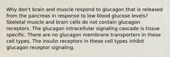 Why don't brain and muscle respond to glucagon that is released from the pancreas in response to low blood glucose levels? Skeletal muscle and brain cells do not contain glucagon receptors. The glucagon intracellular signaling cascade is tissue specific. There are no glucagon membrane transporters in these cell types. The insulin receptors in these cell types inhibit glucagon receptor signaling.