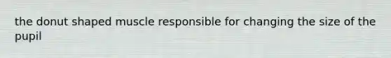 the donut shaped muscle responsible for changing the size of the pupil