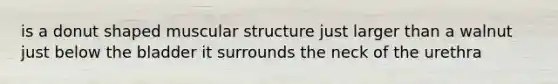 is a donut shaped muscular structure just larger than a walnut just below the bladder it surrounds the neck of the urethra