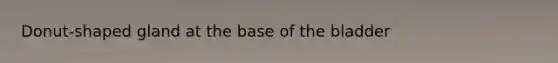Donut-shaped gland at the base of the bladder