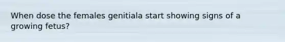 When dose the females genitiala start showing signs of a growing fetus?